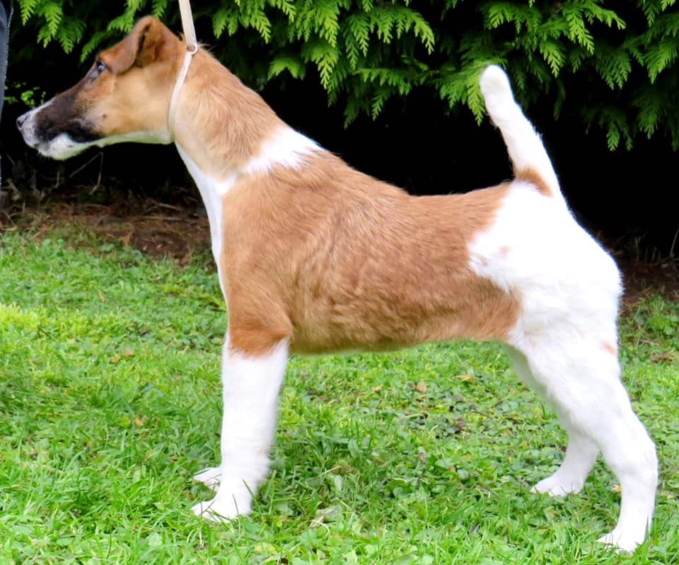 Rutabaga belfox (Sans Affixe)