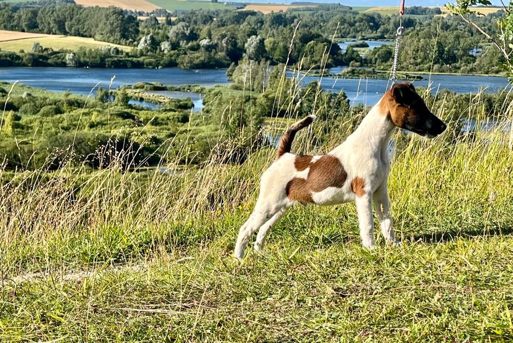 Fubelfox - Fox Terrier Poil lisse - Portée née le 10/03/2024