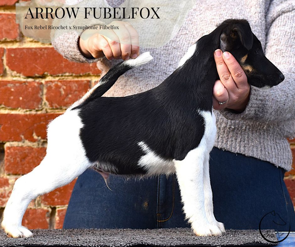 Fubelfox - Chiots disponibles - Fox Terrier Poil lisse