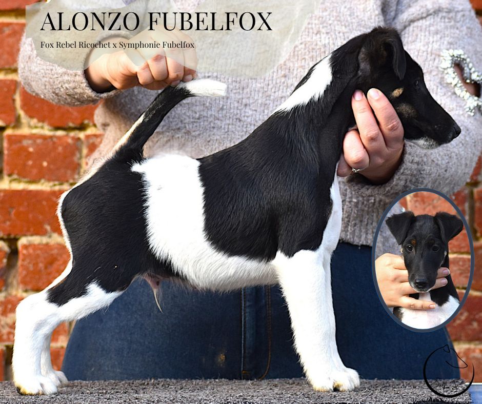 Fubelfox - Chiots disponibles - Fox Terrier Poil lisse