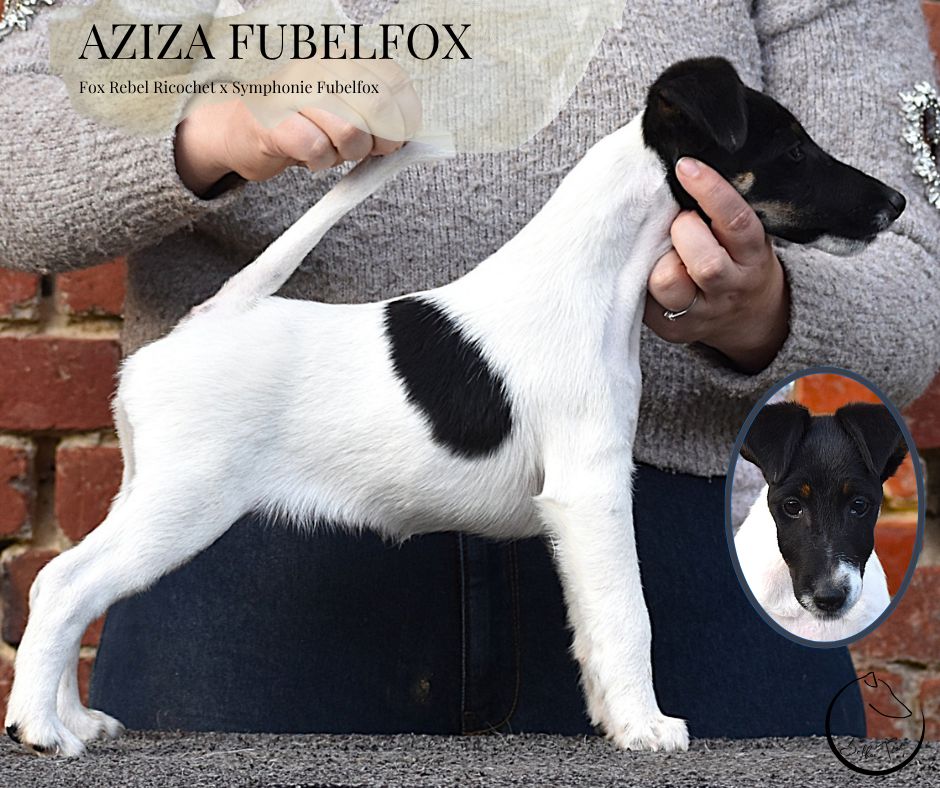 Fubelfox - Chiots disponibles - Fox Terrier Poil lisse