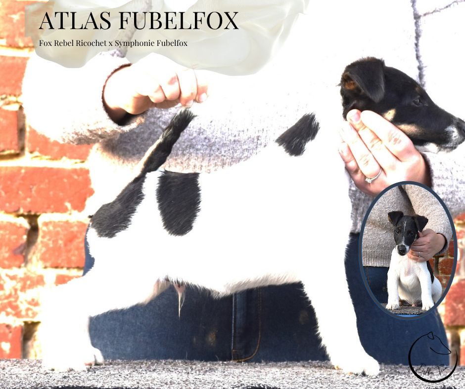 Fubelfox - Chiots disponibles - Fox Terrier Poil lisse
