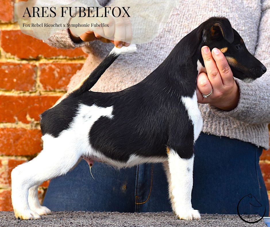Fubelfox - Chiots disponibles - Fox Terrier Poil lisse