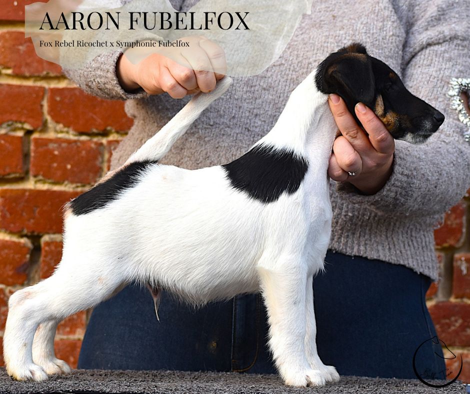 Fubelfox - Chiots disponibles - Fox Terrier Poil lisse